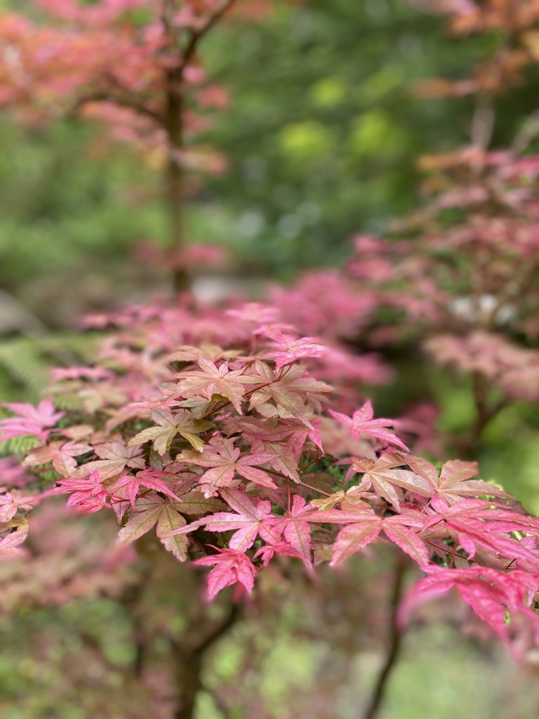 The Japanese maple symbolises peace, longevity, balance and the beauty of transformation. It is a symbol of grace and mindfulness.